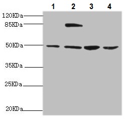Western blot - Anti-NFS1 antibody (AB229829)