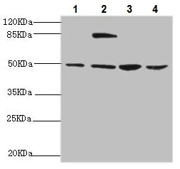 Western blot - Anti-NFS1 antibody (AB229829)