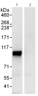Immunoprecipitation - Anti-NFXL1 antibody (AB114848)