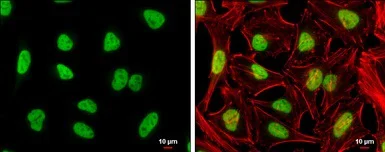 Immunocytochemistry/ Immunofluorescence - Anti-NFYA antibody (AB154554)