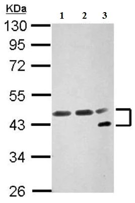 Western blot - Anti-NFYA antibody (AB154554)
