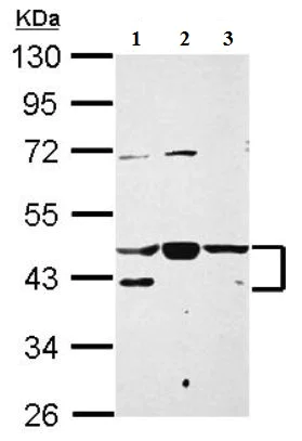 Western blot - Anti-NFYA antibody (AB154554)