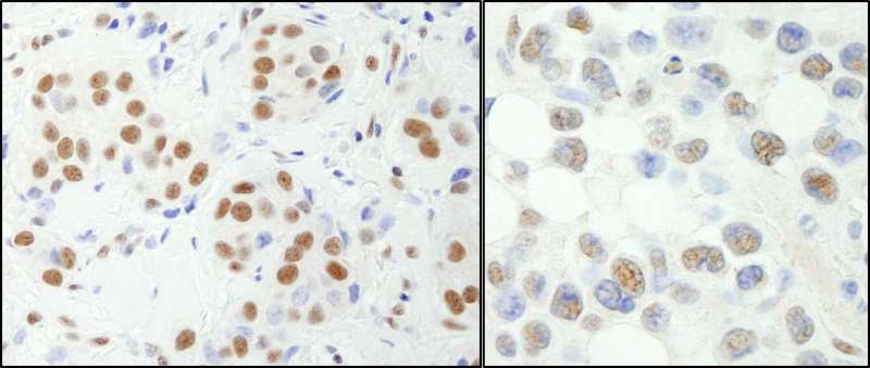 Immunohistochemistry (Formalin/PFA-fixed paraffin-embedded sections) - Anti-NFYA antibody (AB264275), expandable thumbnail