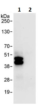 Immunoprecipitation - Anti-NFYA antibody (AB264275), expandable thumbnail