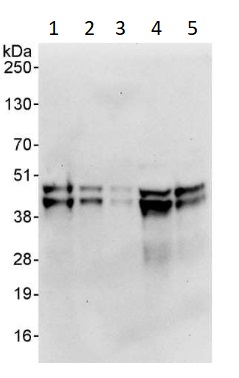 Western blot - Anti-NFYA antibody (AB264275), expandable thumbnail