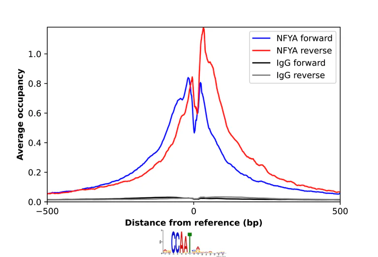 ChIP - Anti-NFYA Antibody (AB327236)