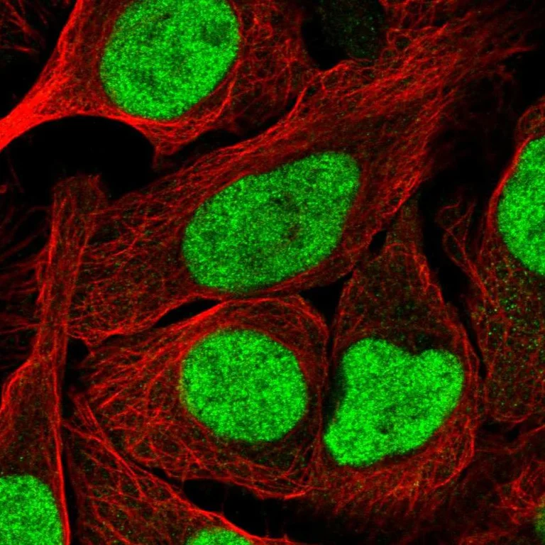 Immunocytochemistry/ Immunofluorescence - Anti-NFYA Antibody (AB327236)