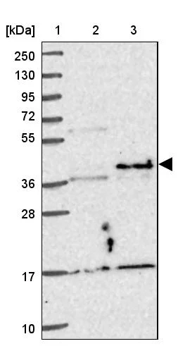 Western blot - Anti-NFYA Antibody (AB327236)