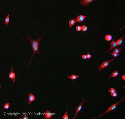 Immunocytochemistry/ Immunofluorescence - Anti-NFYA antibody [EPR9061] (AB139402)