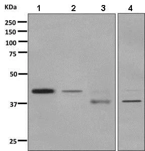 Western blot - Anti-NFYA antibody [EPR9061] (AB139402)