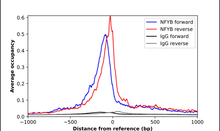 ChIP - Anti-NFYB Antibody (AB327263)