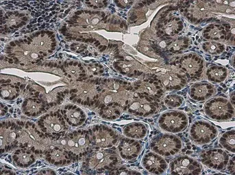 Immunohistochemistry (Formalin/PFA-fixed paraffin-embedded sections) - Anti-NFYB/CBF-B antibody (AB111577)