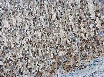 Immunohistochemistry (Formalin/PFA-fixed paraffin-embedded sections) - Anti-NFYB/CBF-B antibody (AB111577)
