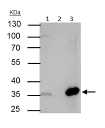 Immunoprecipitation - Anti-NFYB/CBF-B antibody (AB111577)
