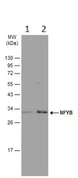 Western blot - Anti-NFYB/CBF-B antibody (AB111577)