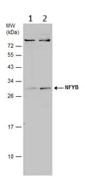 Western blot - Anti-NFYB/CBF-B antibody (AB111577)