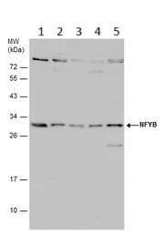 Western blot - Anti-NFYB/CBF-B antibody (AB111577)