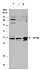 Western blot - Anti-NFYB/CBF-B antibody (AB111577)