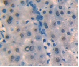 Immunohistochemistry (Formalin/PFA-fixed paraffin-embedded sections) - Anti-NFYC antibody (AB232909)