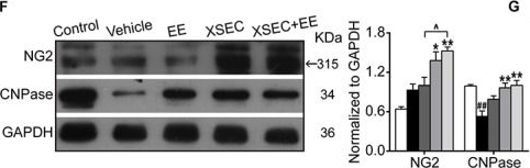 Anti-NG2 antibody [132.38]