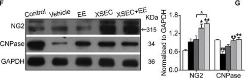 Western blot - Anti-NG2 antibody [132.38] (AB50009)