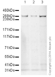 Western blot - Anti-NG2 antibody [132.38] (AB50009)