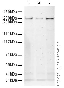 Western blot - Anti-NG2 antibody [132.38] - BSA and Azide free (AB177025)