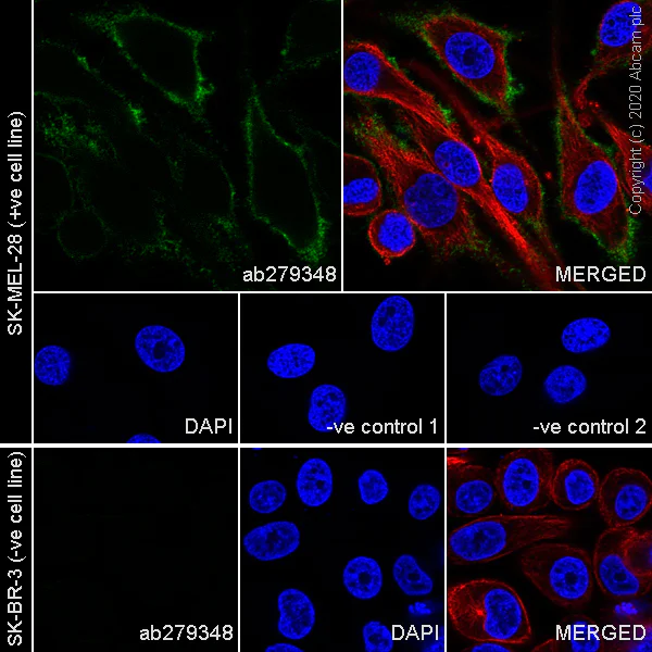 Immunocytochemistry/ Immunofluorescence - Anti-NG2 antibody [7.1] - BSA and Azide free (AB279351)