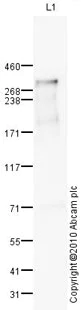 Western blot - Anti-NG2 antibody (AB83178)