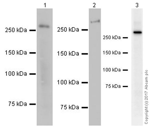 Western blot - Anti-NG2 antibody [EPR20244] (AB183929), expandable thumbnail