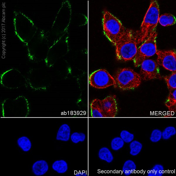 Immunocytochemistry/ Immunofluorescence - Anti-NG2 antibody [EPR20244] - BSA and Azide free (AB226865), expandable thumbnail