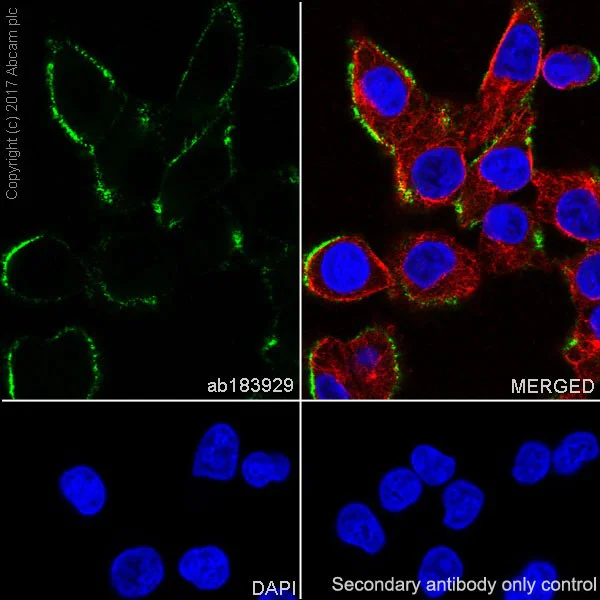 Immunocytochemistry/ Immunofluorescence - Anti-NG2 antibody [EPR20244] - BSA and Azide free (AB226865)