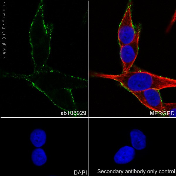 Immunocytochemistry/ Immunofluorescence - Anti-NG2 antibody [EPR20244] - BSA and Azide free (AB226865), expandable thumbnail