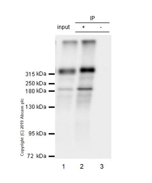 Immunoprecipitation - Anti-NG2 antibody [EPR22410-145] (AB255811), expandable thumbnail
