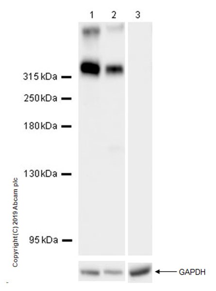 Western blot - Anti-NG2 antibody [EPR22410-145] (AB255811), expandable thumbnail