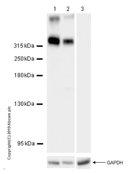Western blot - Anti-NG2 antibody [EPR22410-145] (AB255811)