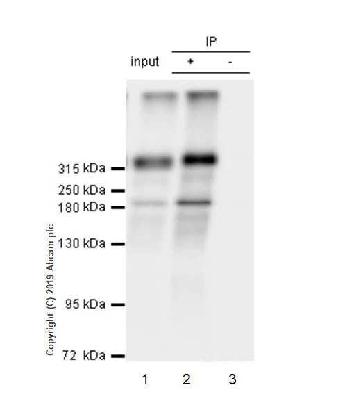 Immunoprecipitation - Anti-NG2 antibody [EPR22410-145] - BSA and Azide free (AB256351)