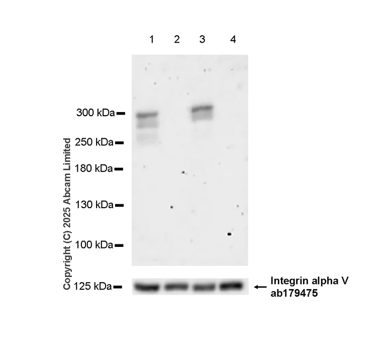 Western blot - Anti-NG2 antibody [EPR23752-147] (AB259324)