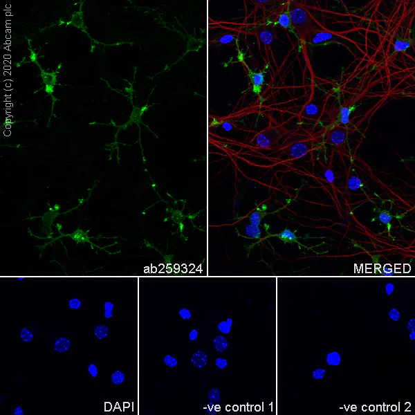Immunocytochemistry/ Immunofluorescence - Anti-NG2 antibody [EPR23752-147] - BSA and Azide free (AB275041)