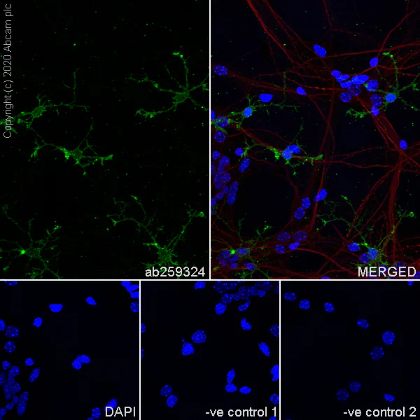 Immunocytochemistry/ Immunofluorescence - Anti-NG2 antibody [EPR23752-147] - BSA and Azide free (AB275041)