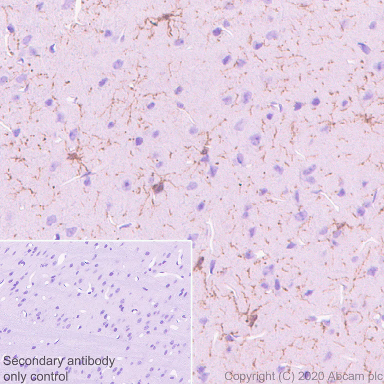 Immunohistochemistry (Formalin/PFA-fixed paraffin-embedded sections) - Anti-NG2 antibody [EPR23752-147] - BSA and Azide free (AB275041)