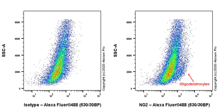 Flow Cytometry - Anti-NG2 antibody [EPR23976-145] (AB275024)