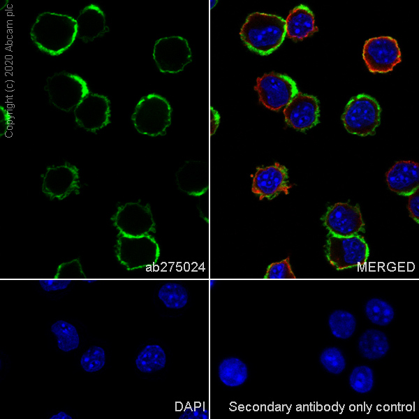 Immunocytochemistry/ Immunofluorescence - Anti-NG2 antibody [EPR23976-145] (ab275024), expandable thumbnail