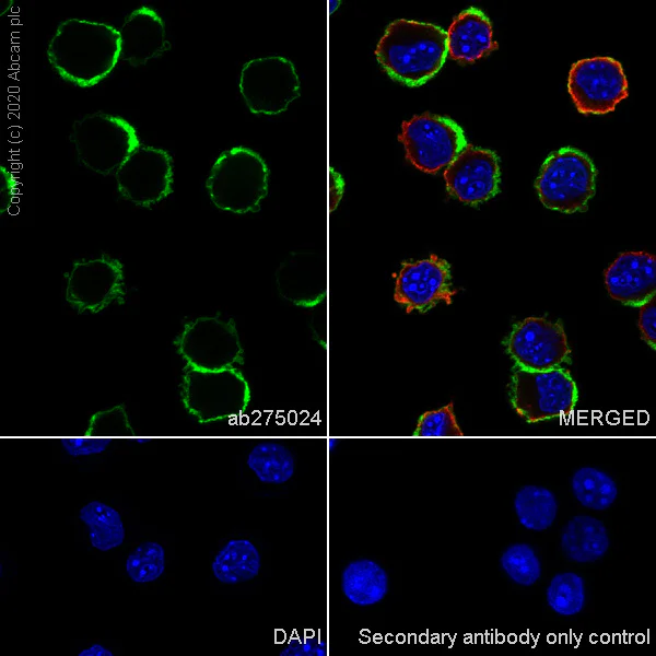 Immunocytochemistry/ Immunofluorescence - Anti-NG2 antibody [EPR23976-145] (AB275024)
