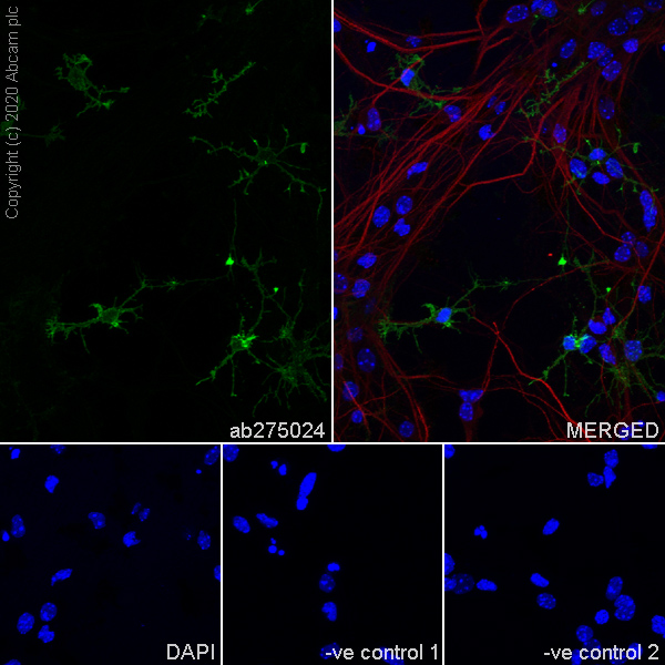 Immunocytochemistry/ Immunofluorescence - Anti-NG2 antibody [EPR23976-145] (ab275024), expandable thumbnail