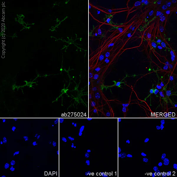 Immunocytochemistry/ Immunofluorescence - Anti-NG2 antibody [EPR23976-145] (AB275024)