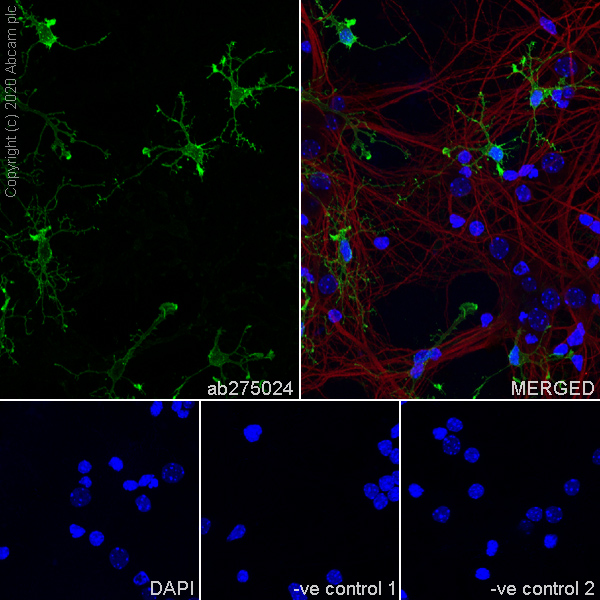 Immunocytochemistry/ Immunofluorescence - Anti-NG2 antibody [EPR23976-145] (AB275024), expandable thumbnail