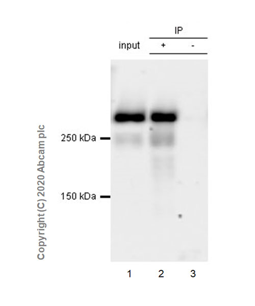 Immunoprecipitation - Anti-NG2 antibody [EPR23976-145] (AB275024), expandable thumbnail