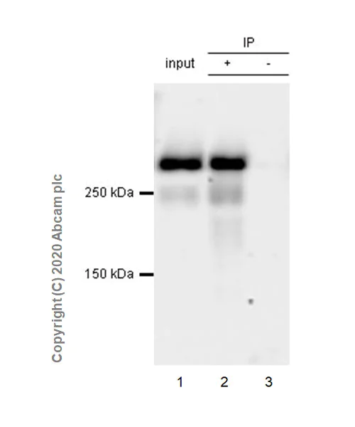 Immunoprecipitation - Anti-NG2 antibody [EPR23976-145] (AB275024)
