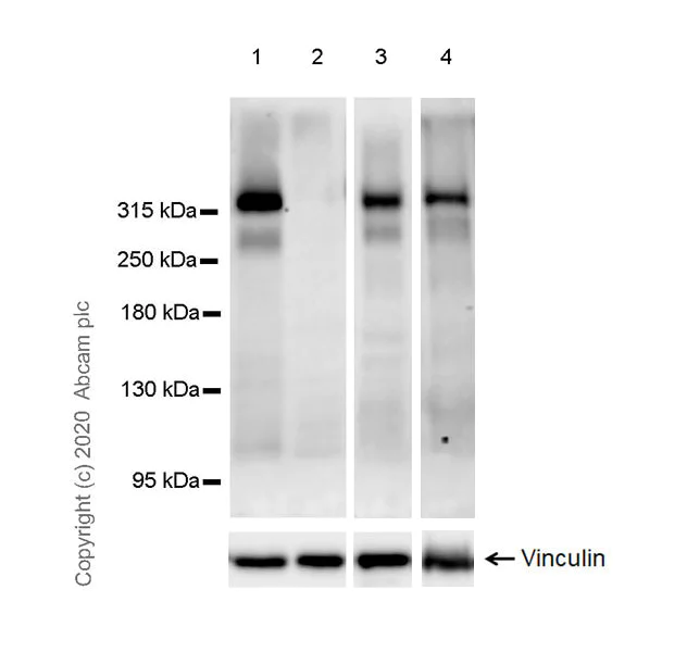 Western blot - Anti-NG2 antibody [EPR23976-145] (AB275024)